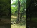 ᴍᴀɴɢᴀʀ ʙᴀɴɪ ꜰᴏʀᴇꜱᴛ mangar banimangar latest saveforest like gurjar desi