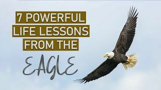 7 Principles of an Eagle | Motivational story | Wisdom of the Eagle | The Content Factory