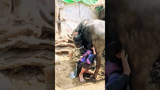 #caw #cow #milkingmachineincoimbatore #goatmilkingvideo #animals #milkingmachinetamilnadu #funny