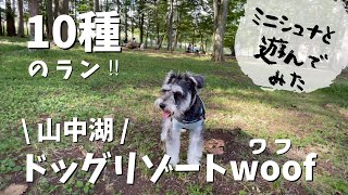 【山中湖ドッグリゾートwoof】広大な10種のランでミニチュアシュナウザーと遊んだ楽しい1日