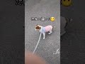 歩かない子犬😂 dog 子犬 ジャックラッセルテリア 散歩 犬のいる暮らし かわいい puppy 散歩拒否