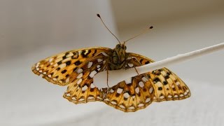 Silverspot butterflies are laying eggs at the butterfly lab