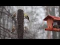 pine siskin vs. american goldfinch