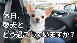 だいたいいつもあの場所へ行く40代夫婦とチワワの休日の過ごし方【犬同伴OK 】