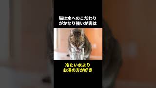 猫の秘密🤫暴露します🔥パート8