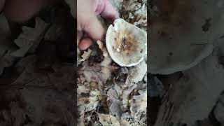 Russula vesca-jestiva krasnica