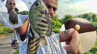 Catching Green chromide fish back to back from to of bridge