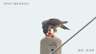 1071211 獨眼遊隼進食