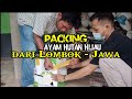 PACKING PERSIAPAN DARI LOMBOK KE PULAU JAWA KIRIM AYAM HUTAN HIJAU