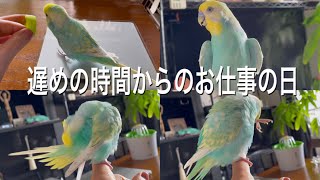 2021.8.12 遅めの時間からのお仕事の日　【セキセイインコしんちゃん】