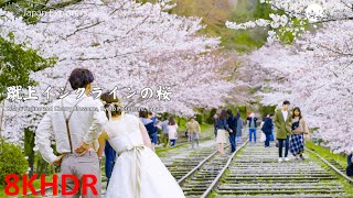 蹴上インクラインの桜 Keage Incline and Cherry Blossoms [8KHDR]