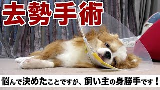 チワワの子犬の【去勢手術】に密着しました❗️#犬の去勢手術 #去勢手術 #去勢