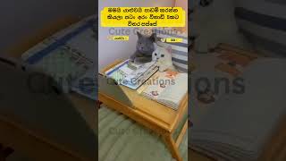 #trending#cat#funnyanimals#trend#funny#cute#srilanka#shorts#short#tiktok#trendingshorts#lankan#cats