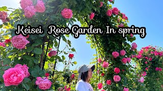 Will be in full bloom soon❤️in spring「京成バラ園」1600品種10,000株のバラが見頃です『Keisei Rose Garden』