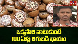 ఒక్కసారి నాటుకుంటే వందేళ్ళు దిగుబడి ఖాయం | Agriculture Tips | hmtv Agri