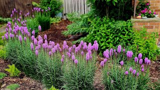 End of June Walkabout & Garden Tour - Drone Views - Hydrangeas, Daisies, Liatris, Coneflowers!! 🌼🌺🏵