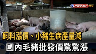 飼料漲價＋小豬生病產量減 毛豬批發價驚驚漲－民視台語新聞