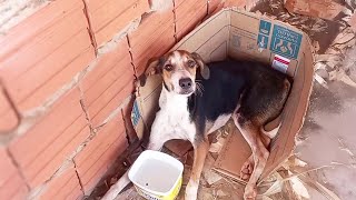 Punished and Running Away from owner, He Cries in pain when saved after days