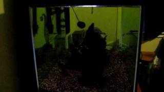 5 Piranha and 120G Aquarium Setup