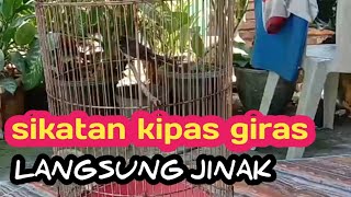 cara menjinakan burung sikatan kipas