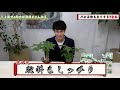 【パキラ】幹を太くたくましく！ポテンシャルを最大限引き出す七か条 【観葉植物】