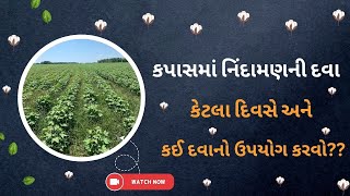 કપાસમાં નિદામણ થી મેળવો મુક્તિ || Kapas ma Nidaman ni dva || Cotton weed