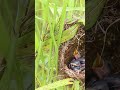 Mix babies Bird Finches Chicks at Nest EP#222 #birds #birdslover #finch #finchfinch #petbird #nature