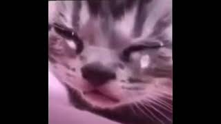 Crying cat meme