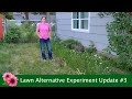 UPDATE! Lawn Alternative Experiment! 3 sowing methods and 4 types of Clover & Yarrow lawns