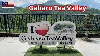 Hoga Gaharu Tea Valley where nature brews beauty #gaharu #tea #vlog #healthbenefits #ipoh #malaysia