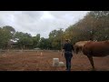 the bareback test riding a horse bareback for the first time