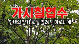 가시칠엽수 마로니에 안네의 일기 일본침엽수 등 소개