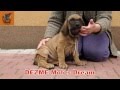 Fila Brasileiro Puppies - 7 weeks old