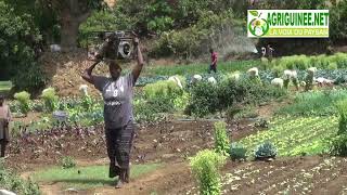 Une femme agricultrice dans son champ à Féréwi à Dalaba