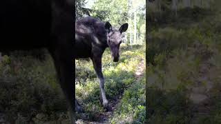 Hirvet alkukesällä #hirvi #luonto #moose #trailcam @riistakameratcom