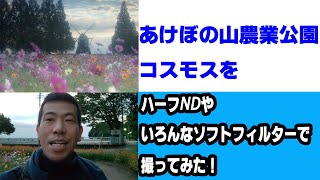 【早朝撮影】あけぼの山農業公園のコスモスを、ハーフNDやソフトフィルターで撮る！（動画No.794）