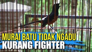 Murai Batu tidak ngadu/kurang fighter