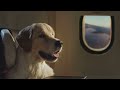 world s first dog airline bark air takes off