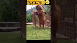 ⚡ఇలాంటి వింత జంతువులని ఎక్కడ చూడలేరు⚡ - telugu super facts - telugu facts - facts in telugu