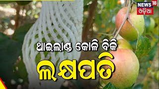 ବର୍ଷକୁ ଲାଭ ୧୦ ଲକ୍ଷ ପାର , କୋଳି ସହ ବିଭିନ୍ନ ଚାଷ କରି ମାଲାମାଲ ଯୁବକ । Thailand berries #local18| Cuttack