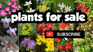 plants for sale||sera's gardens||27-12-24