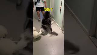 富贵遇到拦路爹，吓坏狗了#Shorts