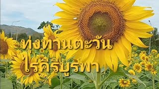 ทุ่งทานตะวันไร่คืรีบูรพา#ท่องเที่ยว #สถานที่เที่ยว  #ที่เที่ยวชลบุรี #ที่เที่ยวใกล้กรุงเทพ