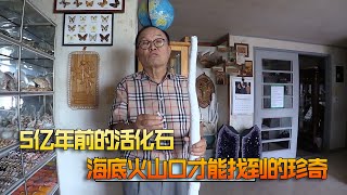 价值10亿的贝壳你见过吗？砖家都惊呼从来没见过！太难得了