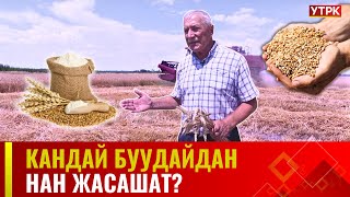 Кандай буудайдан нан жасашат? | АГРО ЧАРБА