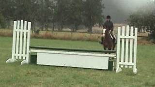 FLASHY Hunter jumper Oldenburg Horse for sale