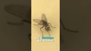 Why Housefly Remove Its Own Head 🤔 #shorts