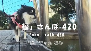 【ポメラニアンの福】1362 福さんぽ420・\