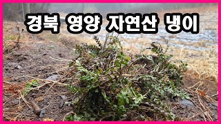 [BML]경북 영양군 자연산 봄냉이 채취하기