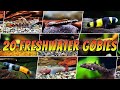 20 Different Freshwater Gobies For Your Aquarium - Rare & Common Goby Types